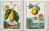 Taschen-J. C. Volkamer. The Book of Citrus Fruits. 45th Ed. (German, French, English)-Classics-Black-Deal-Outlet-by-ARCHIVIST