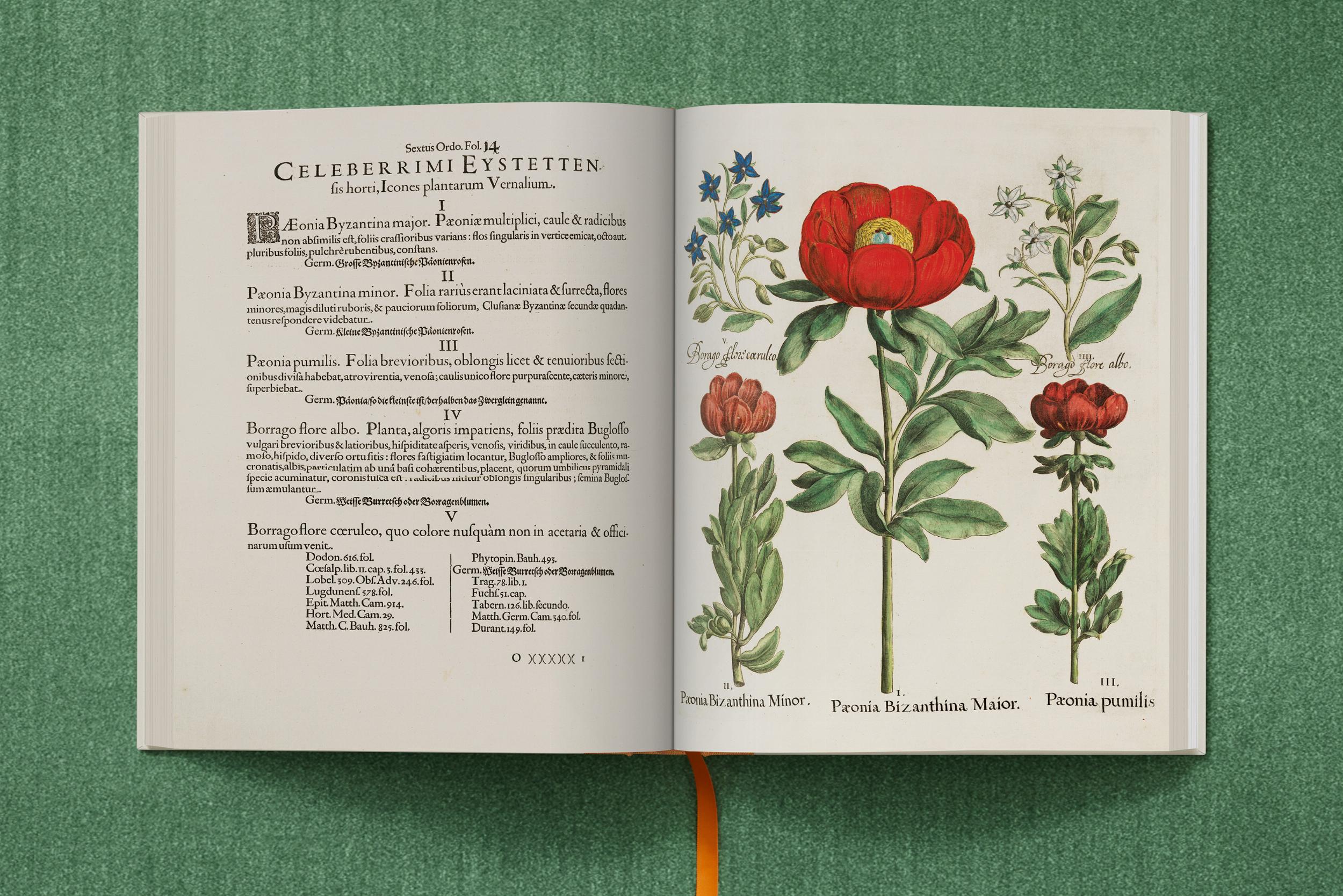 Taschen-Basilius Besler. The Garden at Eichstätt (German, French, English) (FFE)-Classics-Black-Deal-Outlet-by-ARCHIVIST