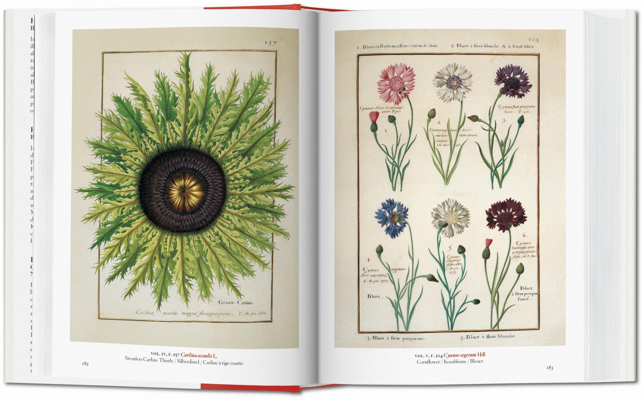 Taschen-A Garden Eden. Masterpieces of Botanical Illustration. 45th Ed. (German, French, English)-Classics-Black-Deal-Outlet-by-ARCHIVIST