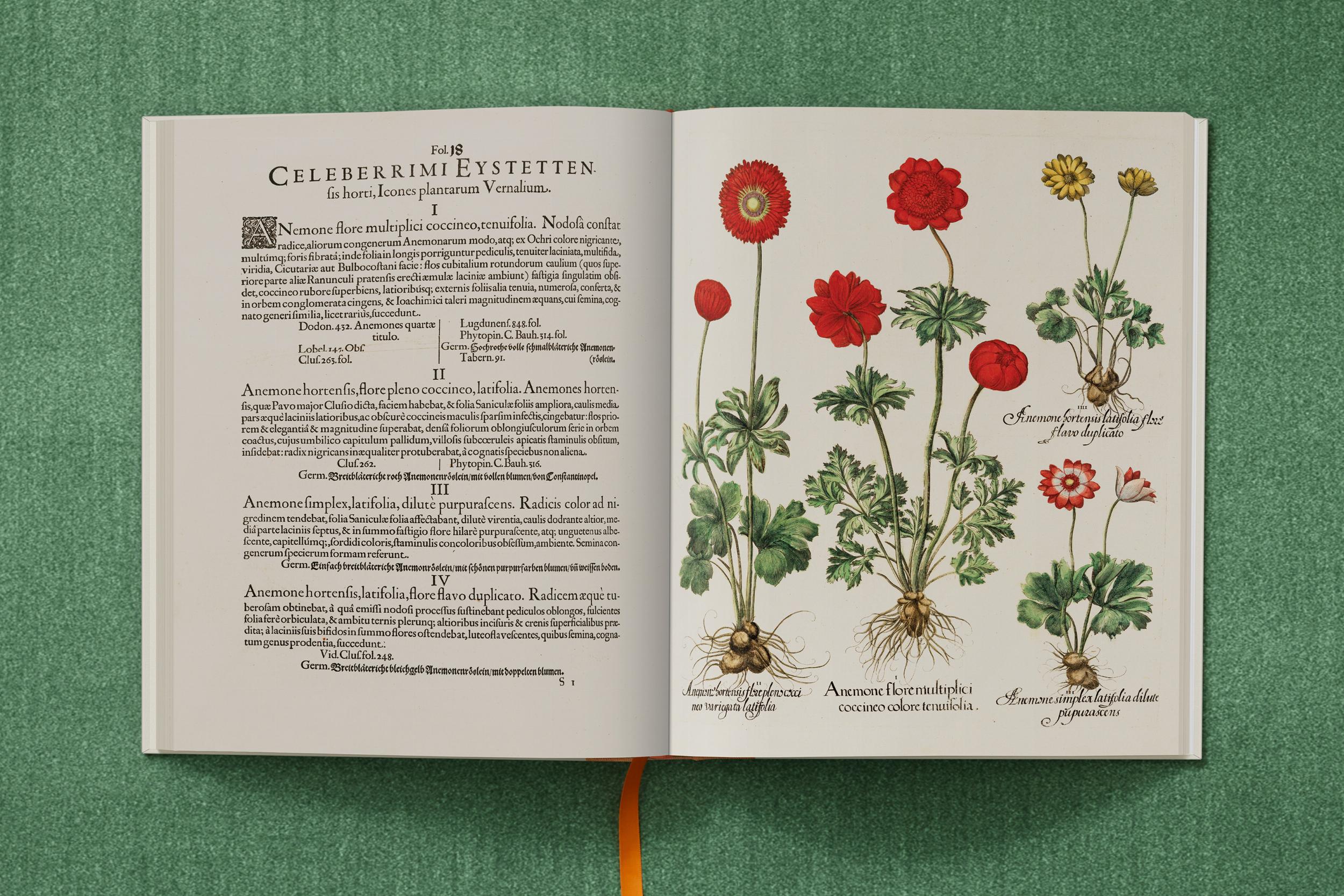 Taschen-Basilius Besler. The Garden at Eichstätt (German, French, English)-Classics-Black-Deal-Outlet-by-ARCHIVIST