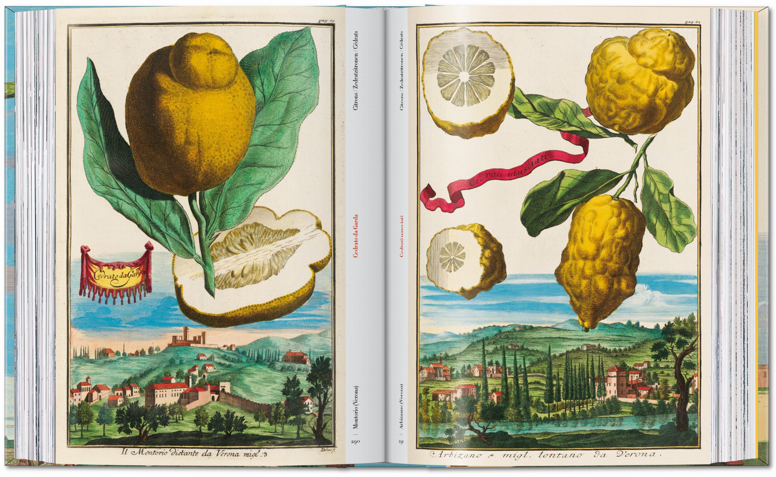 Taschen-J. C. Volkamer. The Book of Citrus Fruits. 45th Ed. (German, French, English)-Classics-Black-Deal-Outlet-by-ARCHIVIST