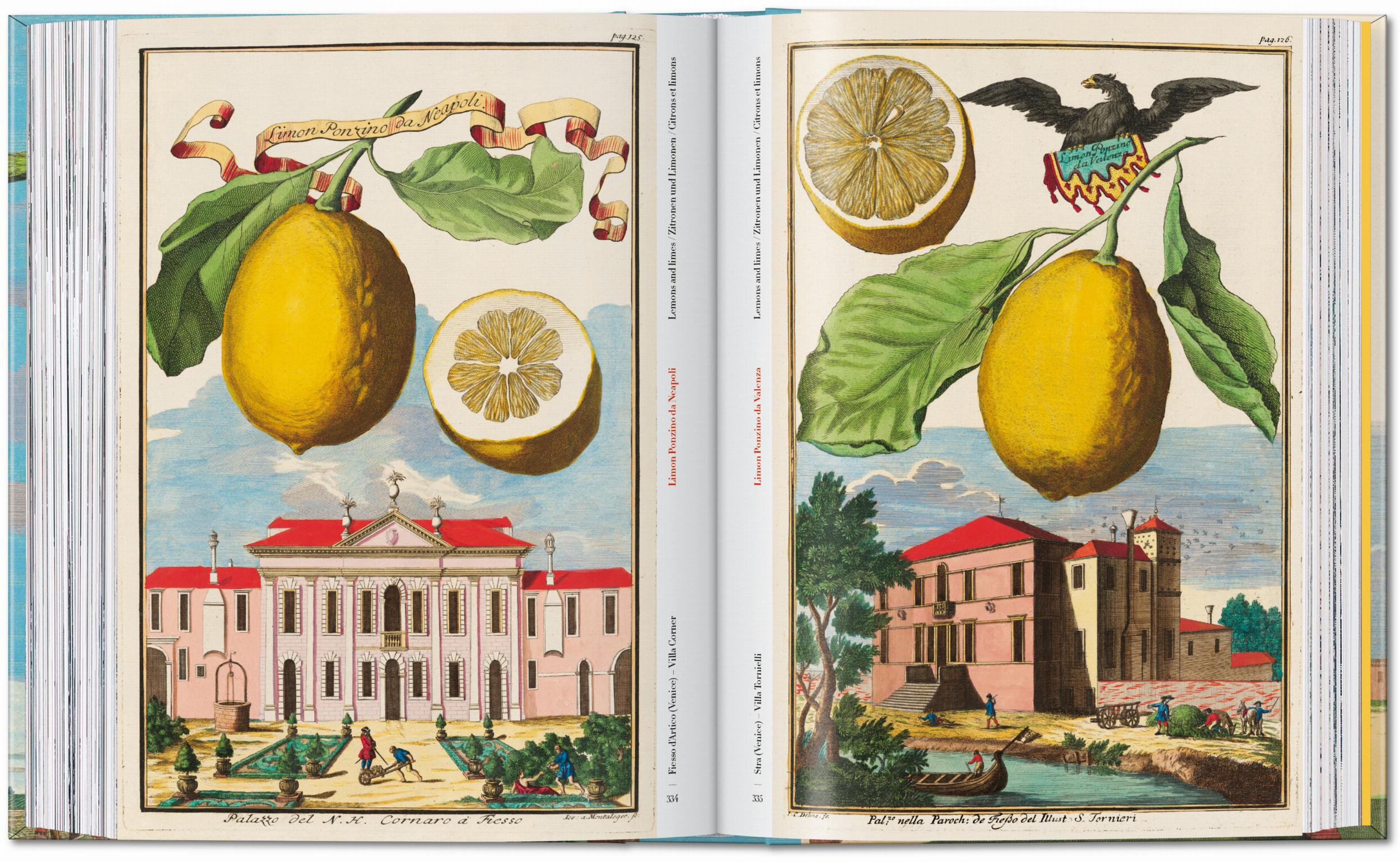 Taschen-J. C. Volkamer. The Book of Citrus Fruits. 45th Ed. (German, French, English)-Classics-Black-Deal-Outlet-by-ARCHIVIST