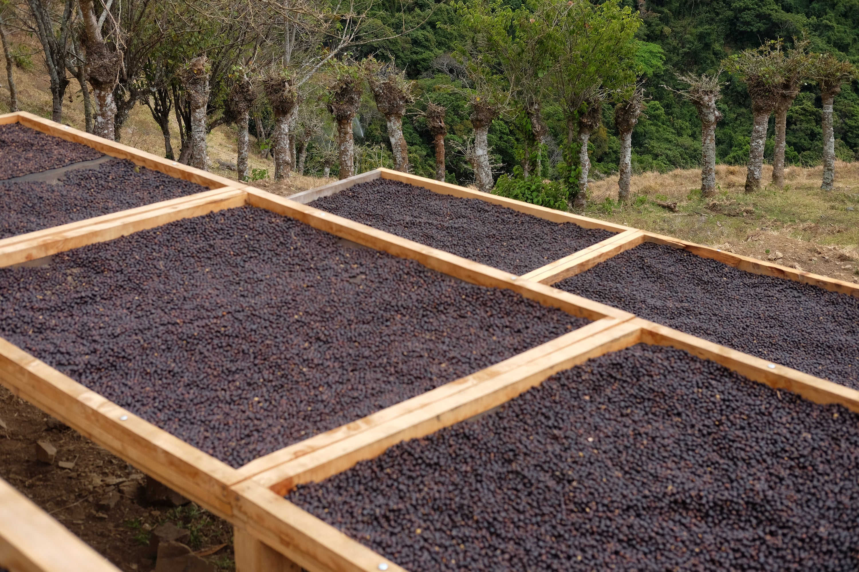 Paso Paso - Farmer Owned Coffee-Filter Coffee - Jorge Vásquez - Catuai Natural-Black-Deal-Outlet-by-ARCHIVIST