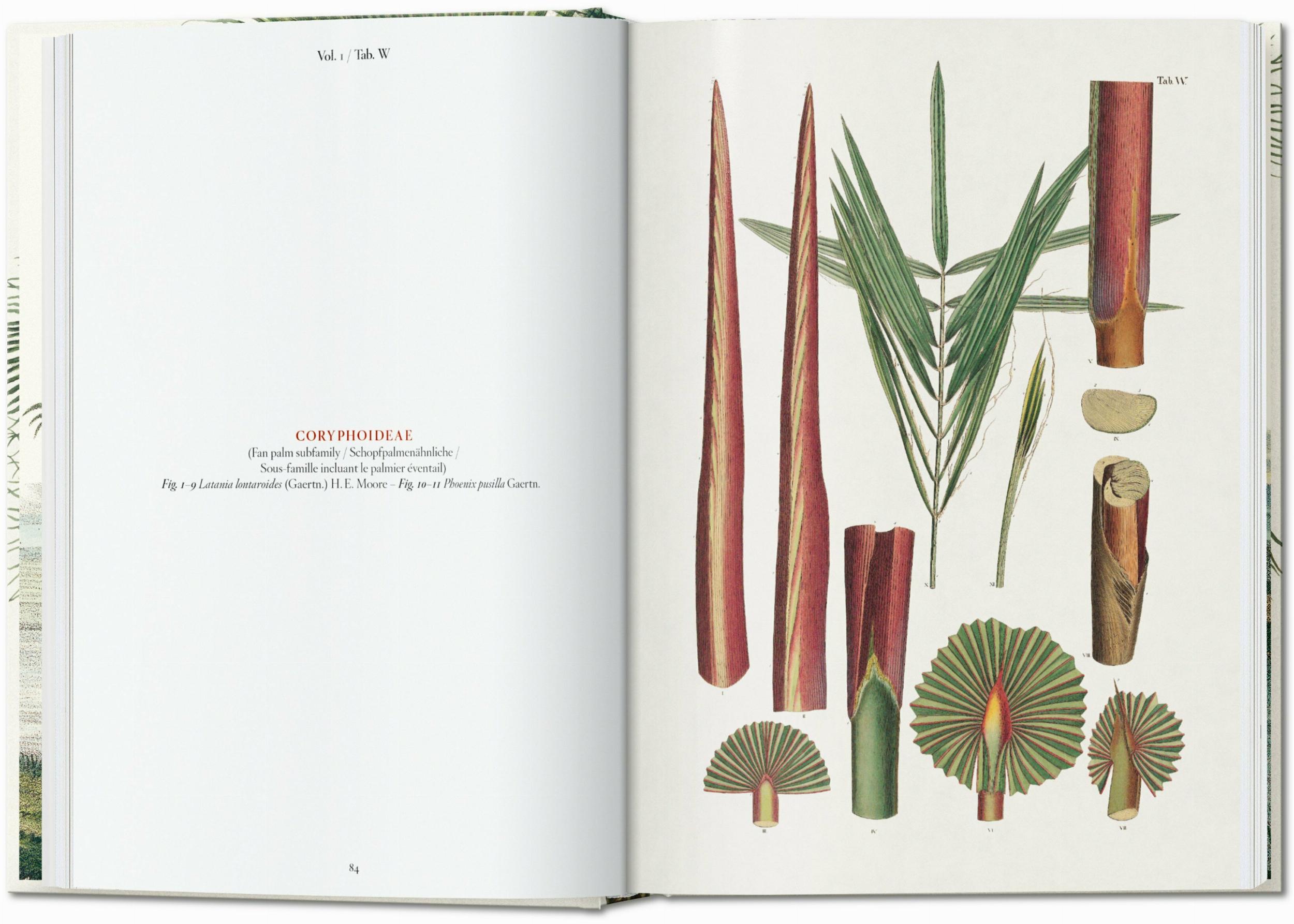 Taschen-Martius. The Book of Palms. 45th Ed. (German, French, English)-Classics-Black-Deal-Outlet-by-ARCHIVIST