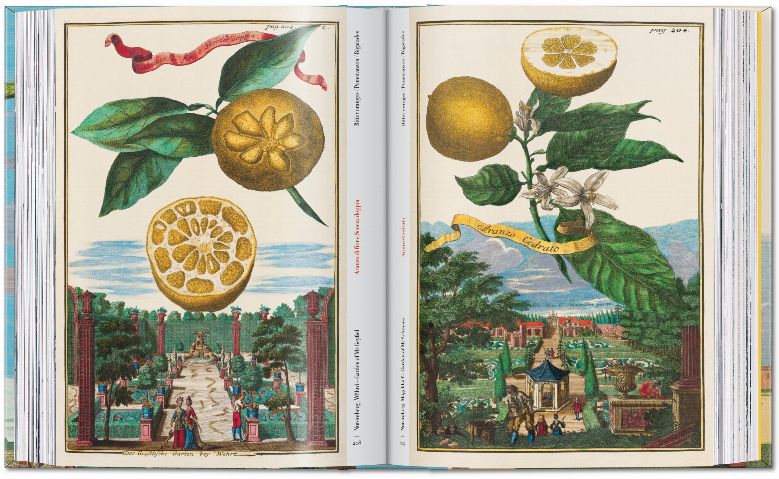 Taschen-J. C. Volkamer. The Book of Citrus Fruits. 45th Ed. (German, French, English)-Classics-Black-Deal-Outlet-by-ARCHIVIST