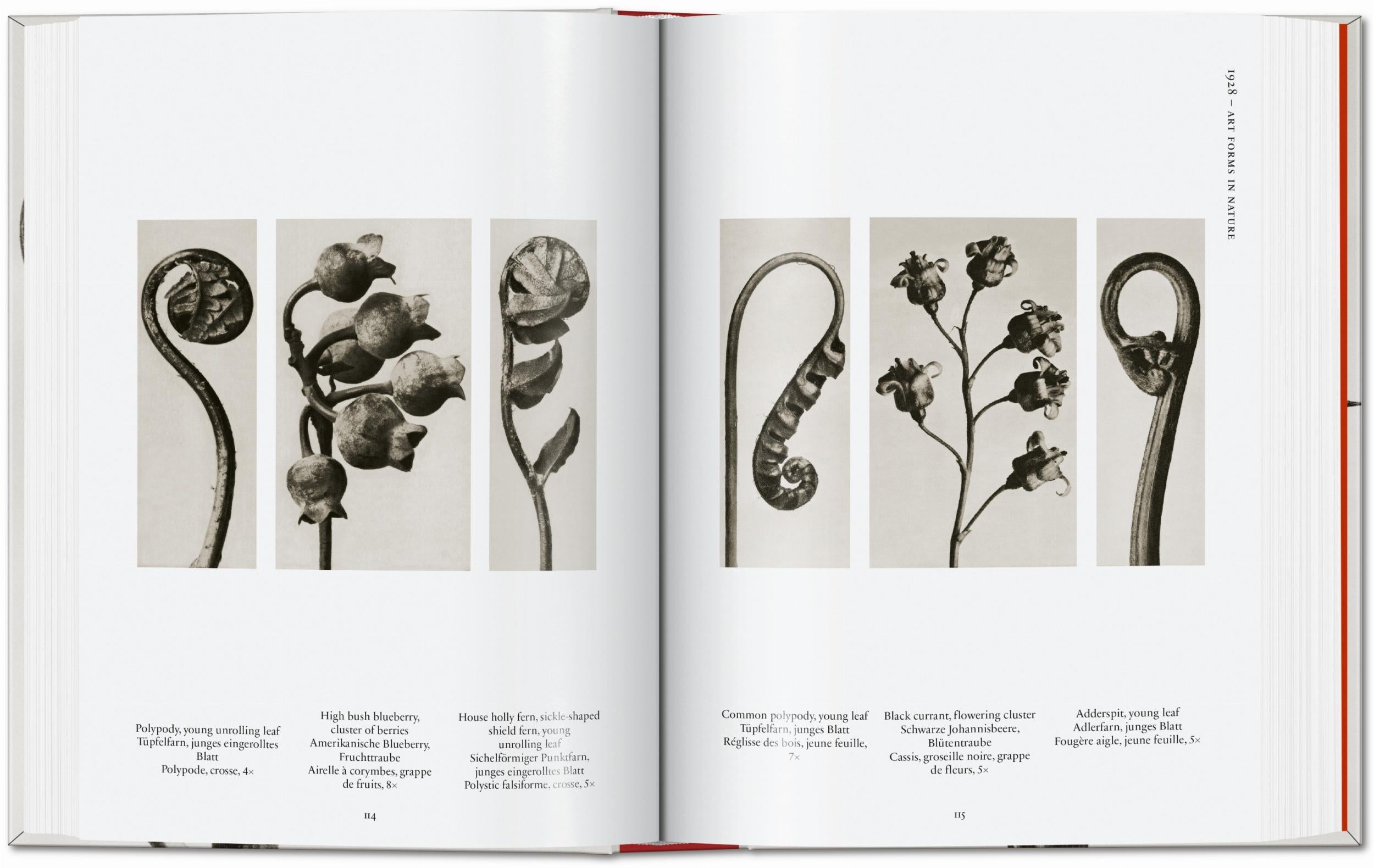 Taschen-Karl Blossfeldt. The Complete Published Work. 45th Ed. (German, French, English)-Photography-Black-Deal-Outlet-by-ARCHIVIST