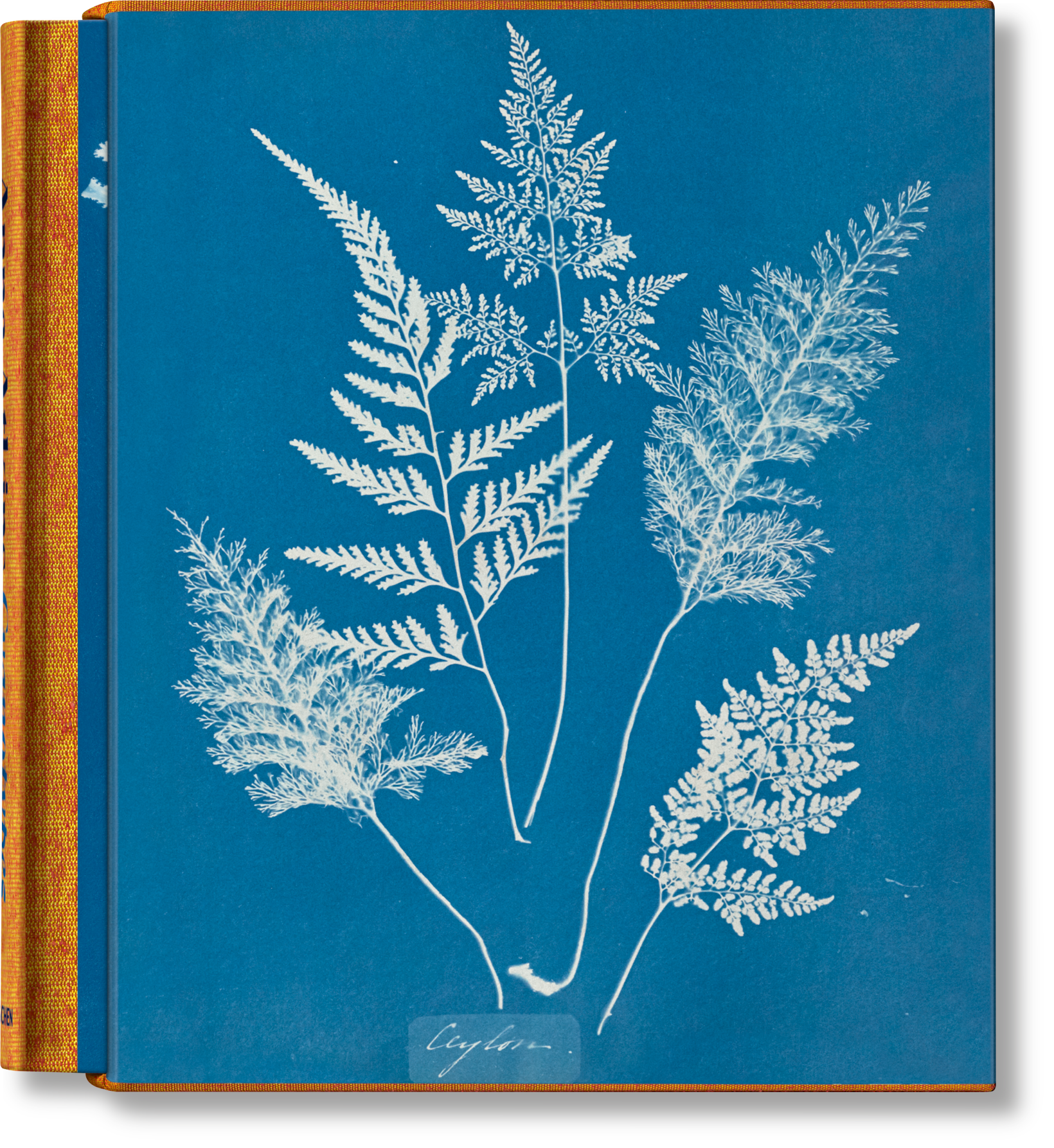 Taschen-Anna Atkins. Cyanotypes (German, French, English) (FFE)-Photography-Black-Deal-Outlet-by-ARCHIVIST