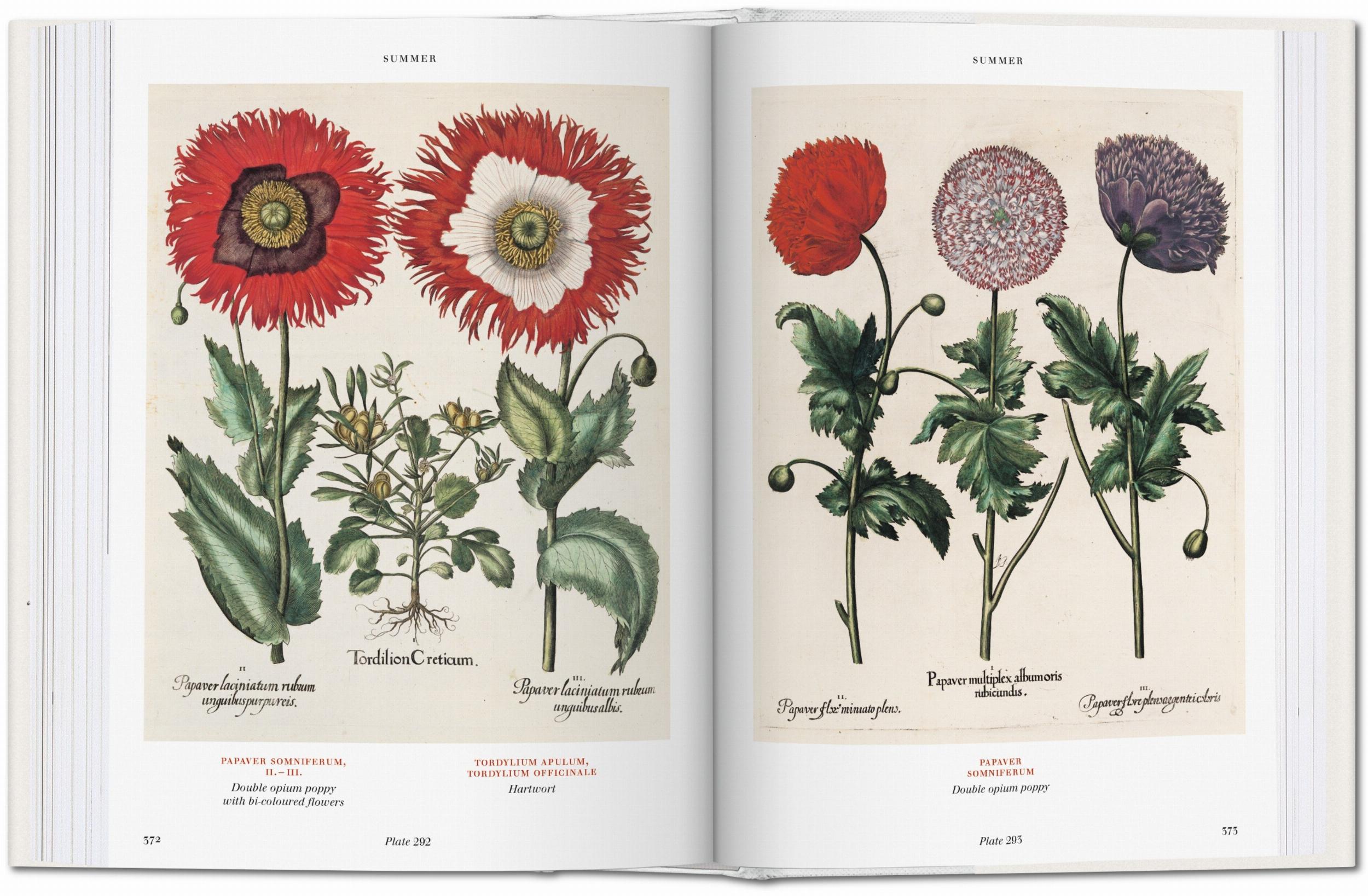 Taschen-Basilius Besler. Florilegium. The Book of Plants (English)-Classics-Black-Deal-Outlet-by-ARCHIVIST