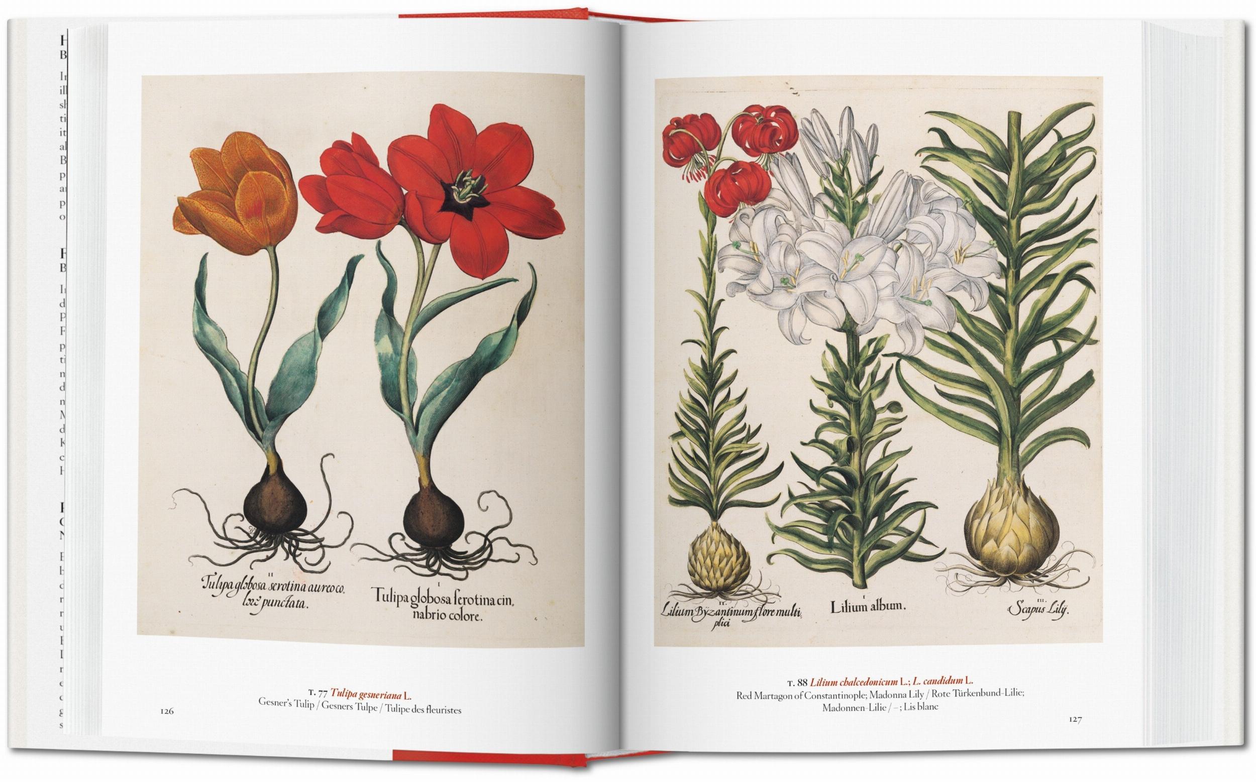 Taschen-A Garden Eden. Masterpieces of Botanical Illustration. 45th Ed. (German, French, English)-Classics-Black-Deal-Outlet-by-ARCHIVIST