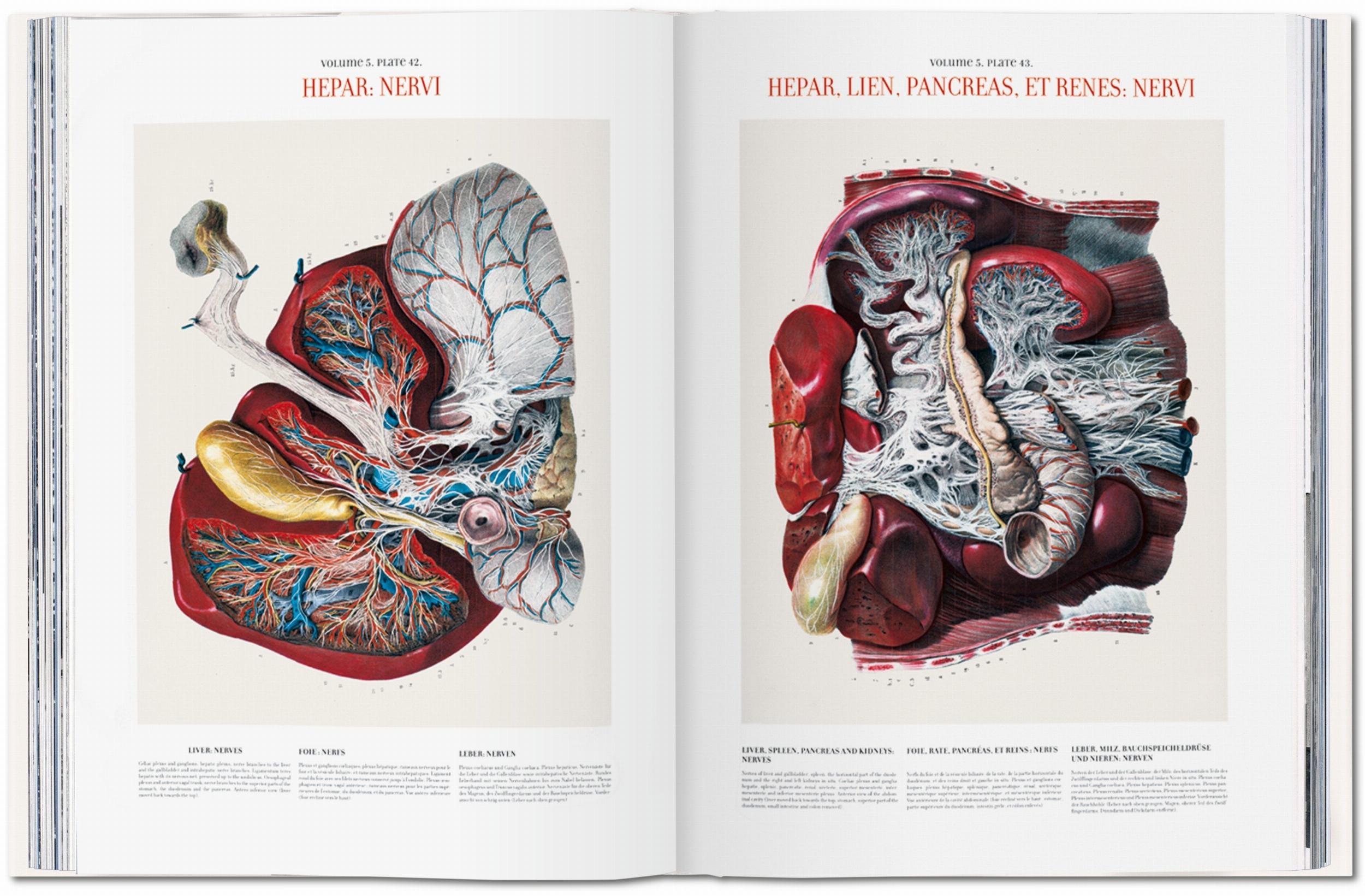 Taschen-Bourgery. Atlas of Human Anatomy and Surgery (German, French, English)-Classics-Black-Deal-Outlet-by-ARCHIVIST
