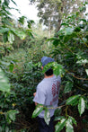 Paso Paso - Farmer Owned Coffee-Costa Rica - Diego Robelo - Centroamericano Anaerobic Natural-Black-Deal-Outlet-by-ARCHIVIST