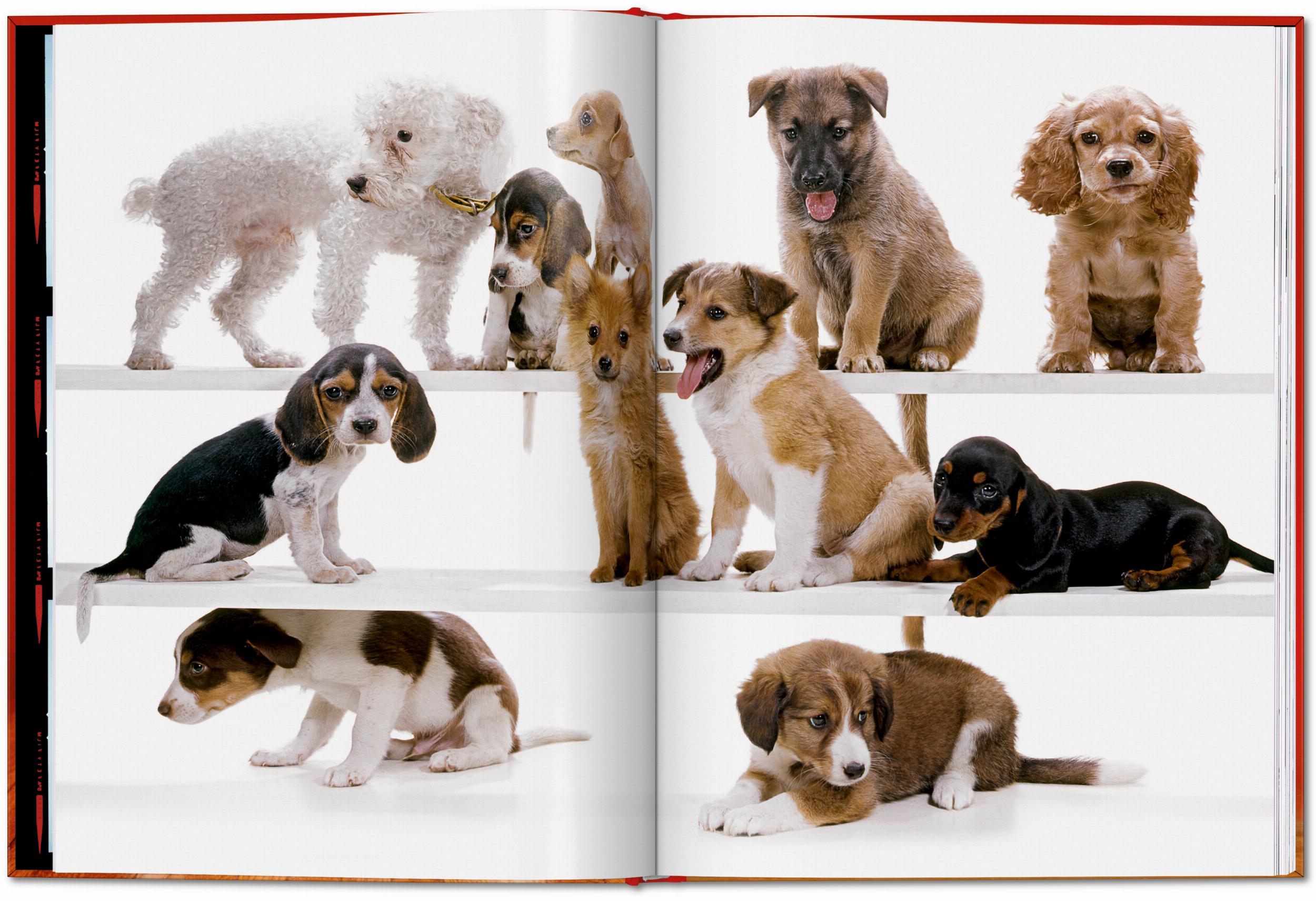 Taschen-Walter Chandoha. Dogs. Photographs 1941–1991 (English)-Photography-Black-Deal-Outlet-by-ARCHIVIST