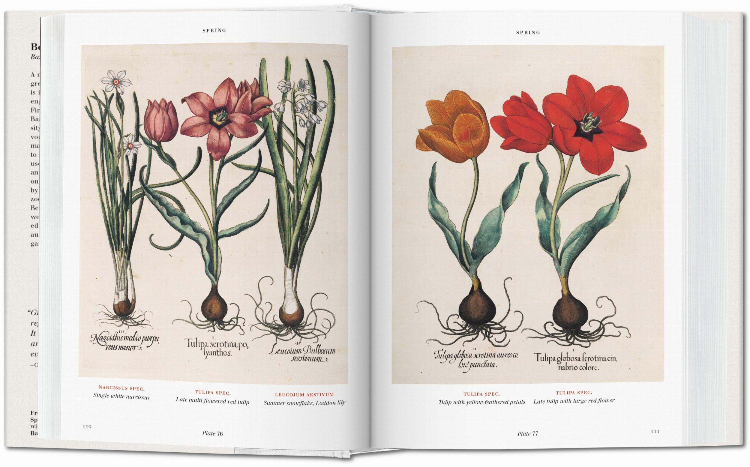 Taschen-Basilius Besler. Florilegium. The Book of Plants (English)-Classics-Black-Deal-Outlet-by-ARCHIVIST