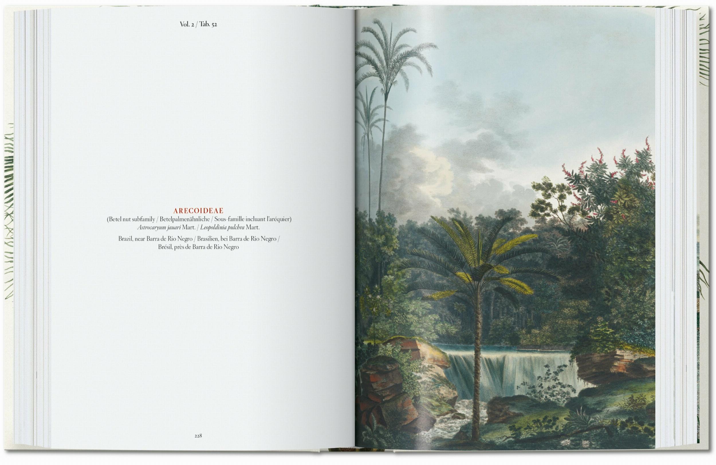Taschen-Martius. El libro de las palmeras. 45th Ed. (Spanish, Italian, Portuguese)-Classics-Black-Deal-Outlet-by-ARCHIVIST