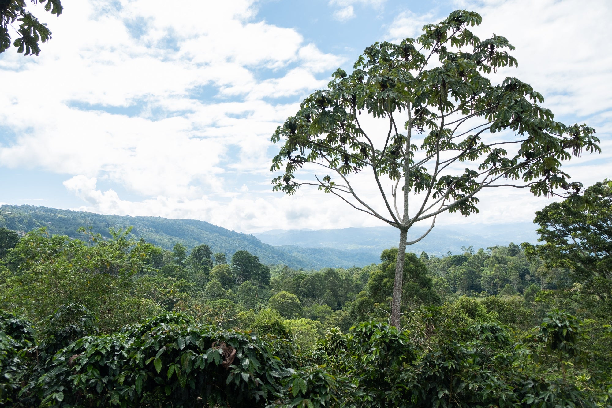 Paso Paso - Farmer Owned Coffee-Costa Rica - Diego Robelo - Centroamericano Anaerobic Natural-Black-Deal-Outlet-by-ARCHIVIST