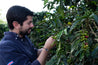 Paso Paso - Farmer Owned Coffee-Espresso- Diego Robelo - Grand Peaberry Washed-Black-Deal-Outlet-by-ARCHIVIST